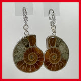 Natural Ammonite Shell Earrings